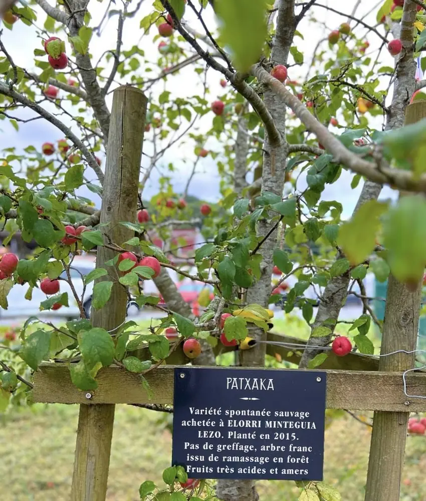 Pommier Patxaka chargé de petites pommes rouges, avec son panneau d'identification