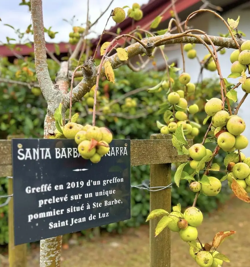 Pommier Santa Barbaxingarra aux pommes vertes, avec son panneau d'identification