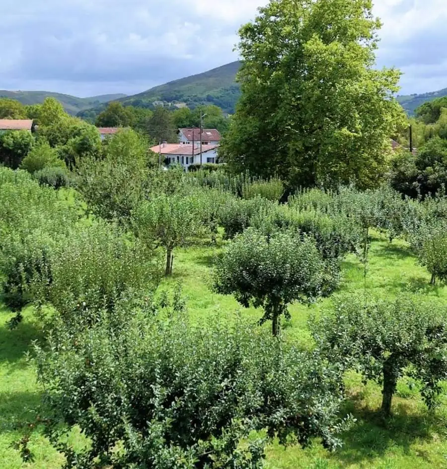 Vue du verger d'Ascain : rangées de pommiers, maison basque et la Rhune en arrière-plan